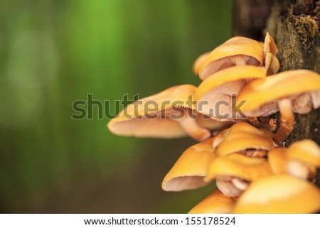 Macro photo of forest poison mushrooms
