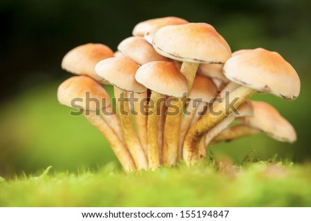 Macro photo of forest poison mushrooms