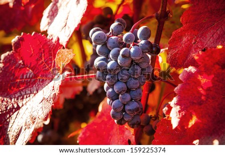 Macro Photo Of Red Wine Grapes, Low Depth Of Focus