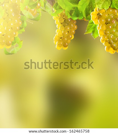 White wine grapes with blur green background