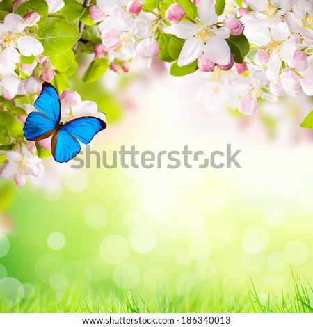 Spring apple blossoms with butterflies. Blur green background with free space for text.