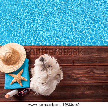 Concept of summer with dog and accessories on wood
