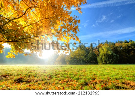 Autumn scenery with dry leaves and sunshine