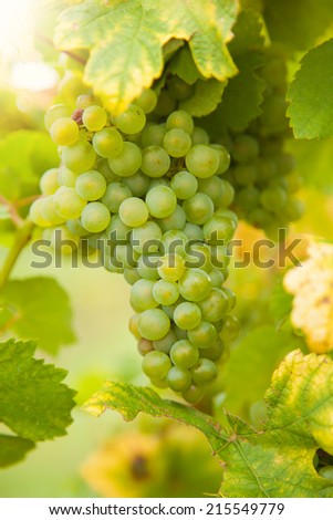 Macro photo of white wine grapes, low depth of focus