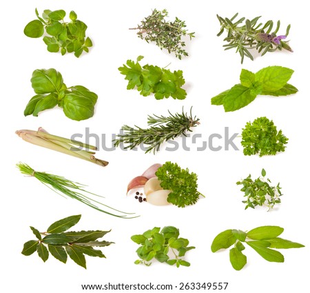 Various kind of fresh herbs isolated on white background