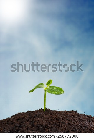 Young plant in pile of earth, concept of new life