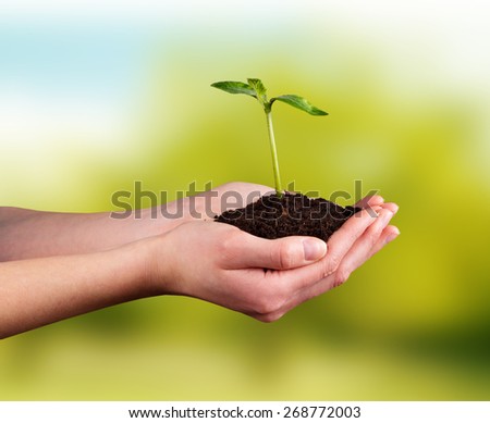 Woman hands holding young plant with green leaves. Concept of new life and environment