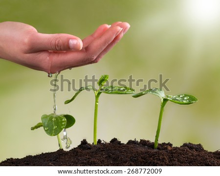 Woman hand watering young plants in pile of soil