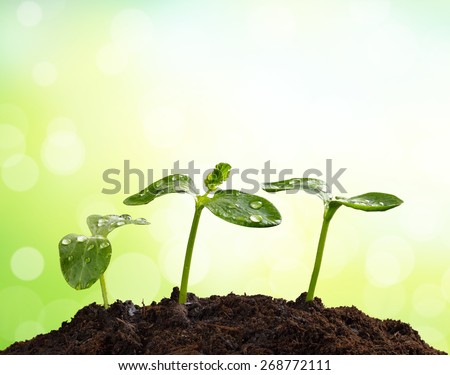 Young plants in pile of earth, concept of new life