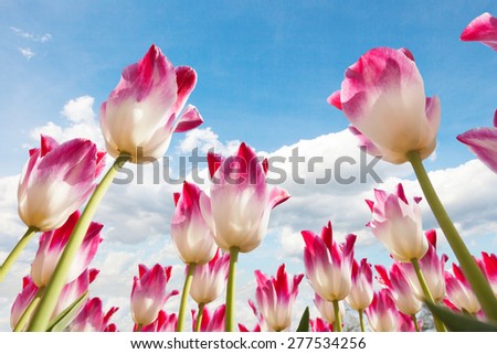 Blooming tulips shot from lower ceiling angle of view. Blue cloudy sky as background