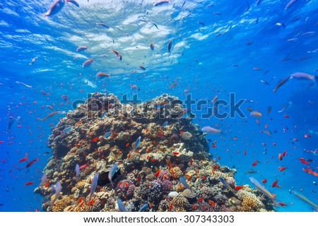 Beautiful coral reef with fish in Red sea