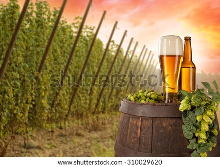 Beer glass served on wooden desk with keg. Hop-field on background