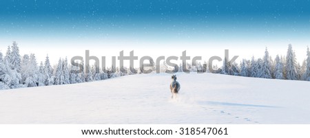 White horse running in winter landscape with forest