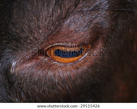 eye of goat