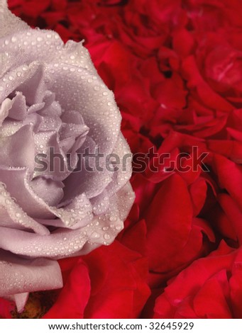 Purple rose blossom on a red roses petals background