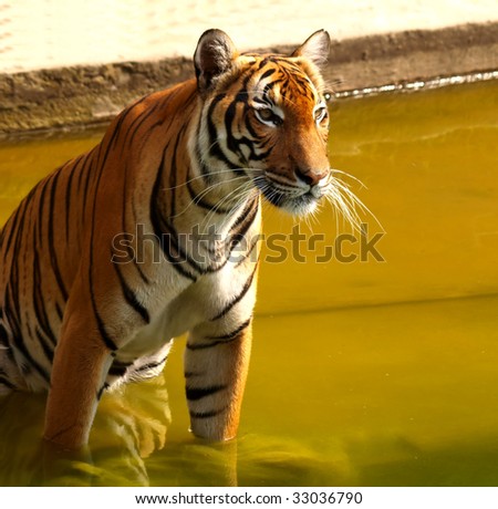 Tiger sitting in a water