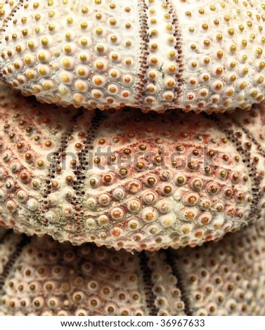 Sea urchin shells detail