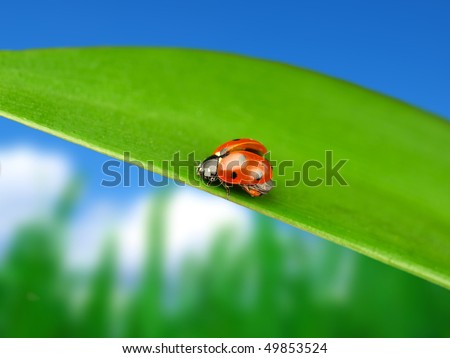 Lady bug on green leaf with blur sky background