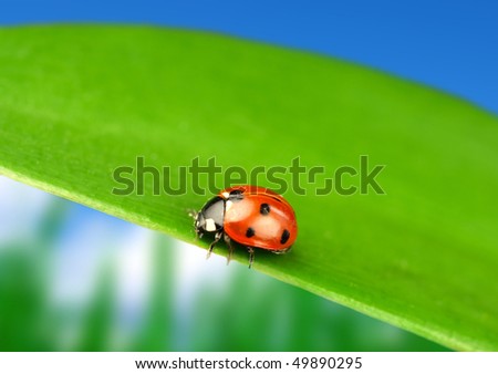 Lady bug on green leaf with blur background