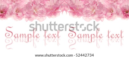 Cherry tree blossoms on white background with free space for your text