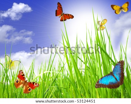 Exotic butterflies flying with perfect sky and sunlight effect