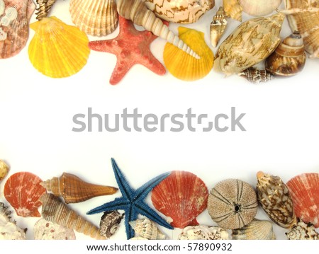 seashell wallpaper. seashells background with