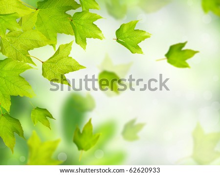 Green leaves falling down