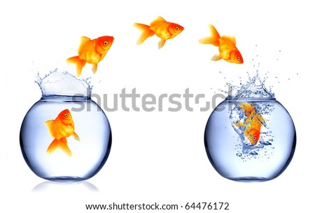 Golden fish jumping from aquarium