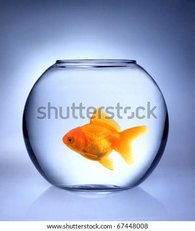 GOlden fish in bowl aquarium