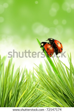 Lady-bugs on stalk