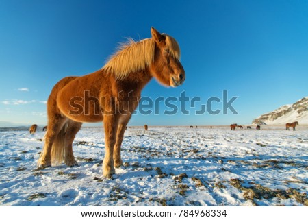 Icelandic horses in winter landscape. Iconic symbol of Iceland fauna, tourist point of interest