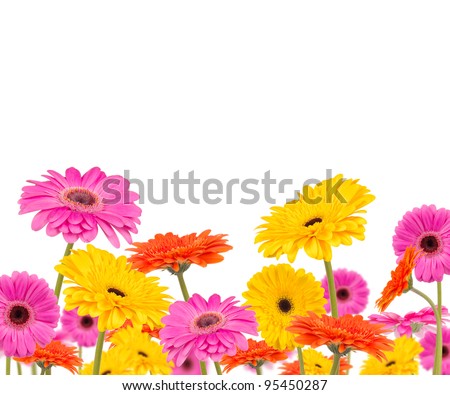 Colored gerber flowers isolated on white background