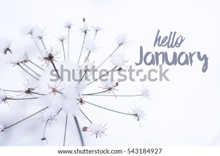 Hello january card. Beautiful winter image - frozen tree branch and leaves covered with rime