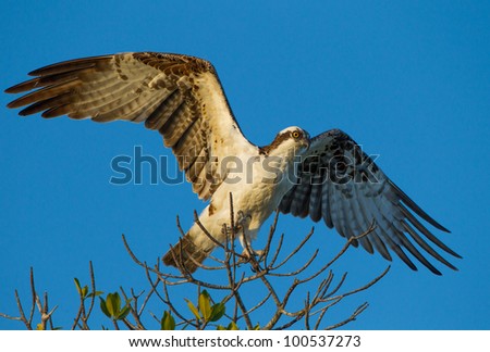 Bird of prey, the Osprey, launches to hunt for food