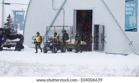 Churchill, Manitoba, Canada - November 15 - Polar Bear Marshalls
