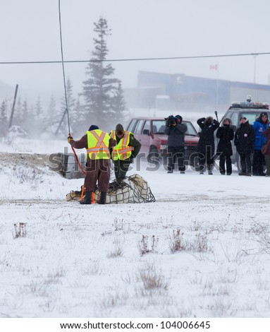 CHURCHILL, MANiTOBA, CANADA - NOVEMBER 15 - Naturalists observe sedated polar bear before airlift to northern areas on Nov. 15, 2011 in Churchill, Canada.