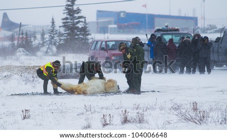 CHURCHILL, MANiTOBA, CANADA - NOVEMBER 15 - Polar bear marshals move bear on to net of helicopter for airlift north on Nov. 15, 2011 in Churchill, Canada.