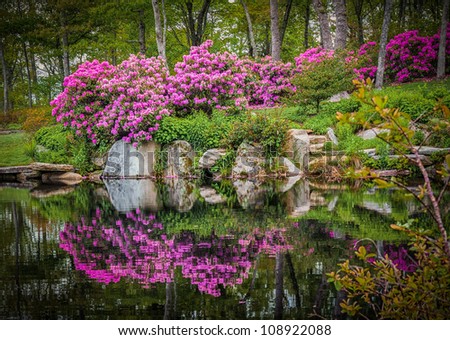Flowers surround pond and Mountain Laurel fill the air with color in the NC mountains