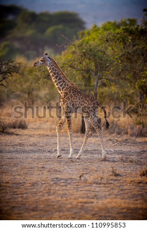 Young giraffe stands tall in morning light on plains in Kilimanjaro, Africa