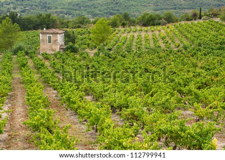 Rows of grape vines surround small vine house in Provence, France