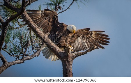 American Bald Eagle landing