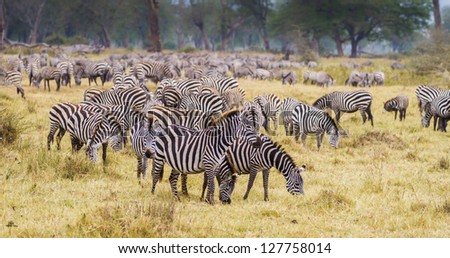 Leader of a herd of zebras