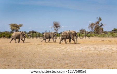 Three elephants on planes in Tanzania