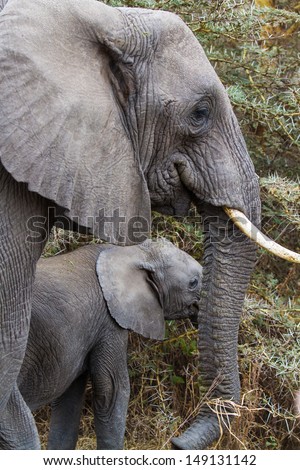Elephant mom with young in Africa