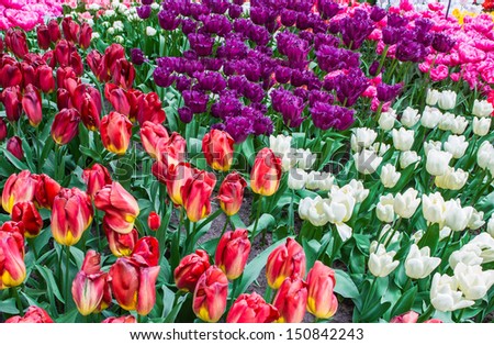 Various colors and shapes of tulips in Netherlands