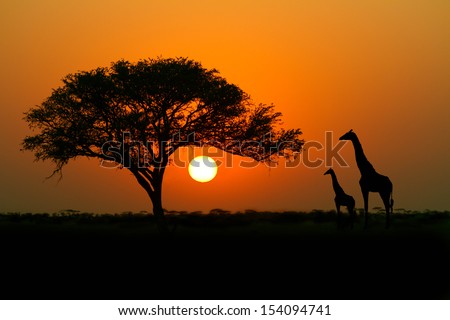 Acacia tree, sunset and giraffes in silhouette in Africa