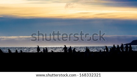 Silhouette of King Penguins on St Andrews Bay, South Georgia Islands.