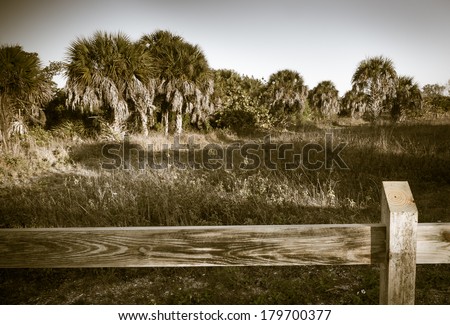 Vintage cabbage palms, Florida State tree, in morning