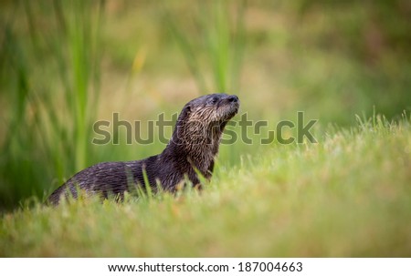 Wild otter in west coast Florida wet after fishing