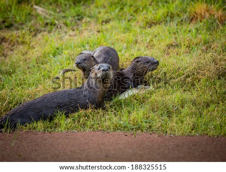 Otter family in the wild environment